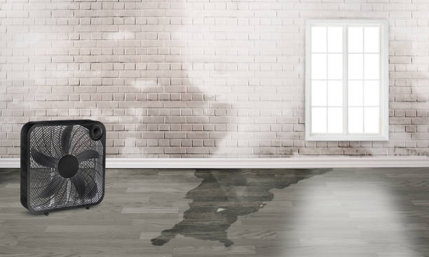 Best Carpet water damage restoration  in Barboursville, WV